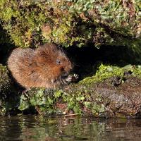 Water Vole 4 